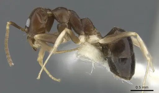 Technomyrmex rector specimen