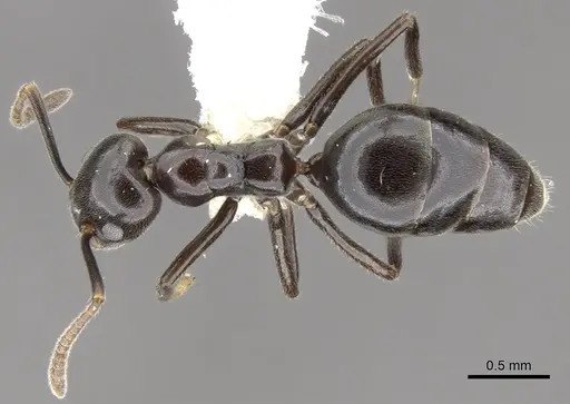 Technomyrmex reductus specimen