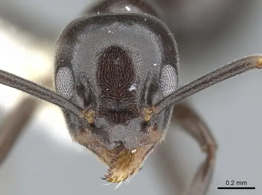 Technomyrmex reductus specimen