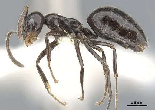 Technomyrmex reductus specimen