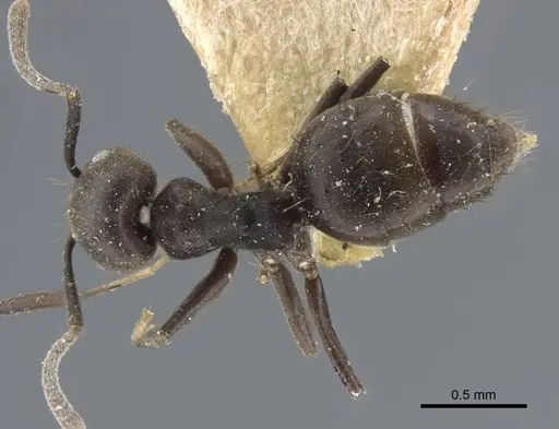 Technomyrmex rotundiceps specimen