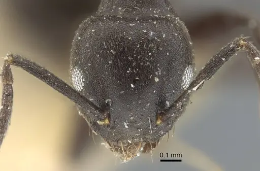 Technomyrmex rotundiceps specimen
