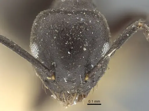 Technomyrmex rotundiceps specimen