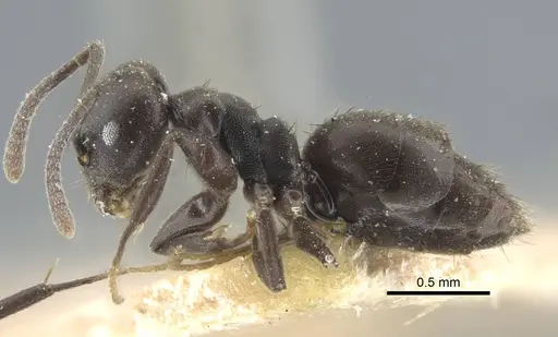 Technomyrmex rotundiceps - CASENT0917127