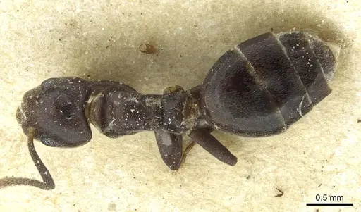 Technomyrmex rusticus specimen