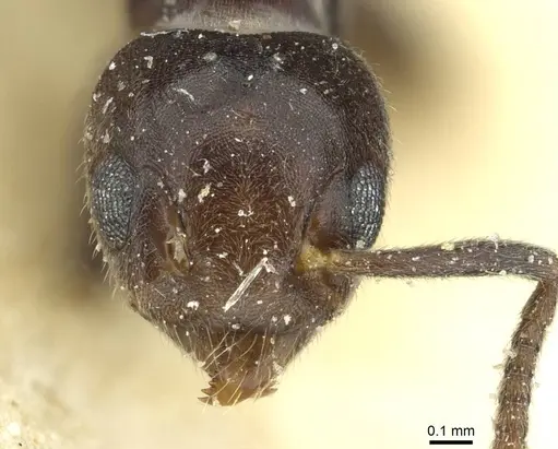 Technomyrmex rusticus specimen