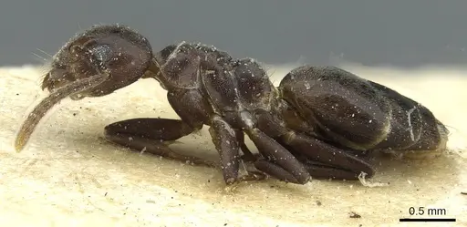 Technomyrmex rusticus specimen