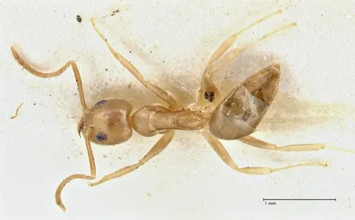 Technomyrmex schimmeri specimen