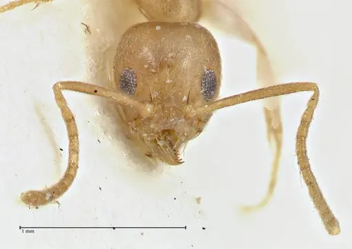 Technomyrmex schimmeri specimen