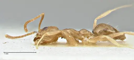 Technomyrmex schimmeri specimen