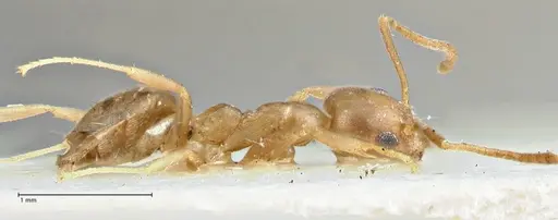 Technomyrmex schimmeri - FOCOL2877