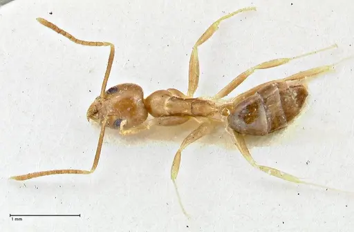 Technomyrmex schimmeri - FOCOL2878