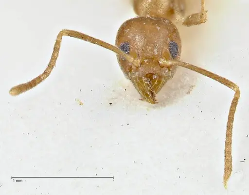 Technomyrmex schimmeri - FOCOL2878