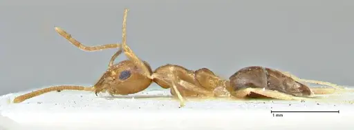 Technomyrmex schimmeri - FOCOL2878