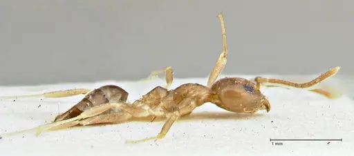 Technomyrmex schimmeri - FOCOL2878