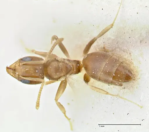 Technomyrmex schimmeri - FOCOL2879