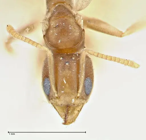 Technomyrmex schimmeri - FOCOL2879