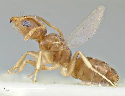 Technomyrmex schimmeri - FOCOL2879