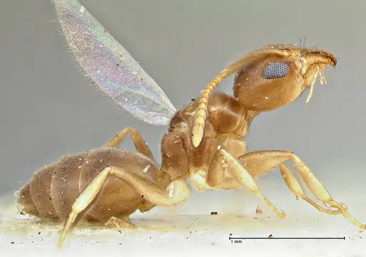 Technomyrmex schimmeri - FOCOL2879