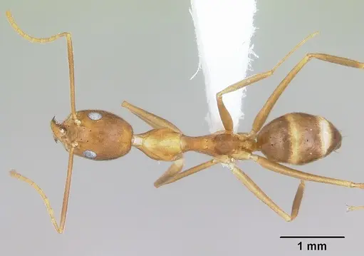 Technomyrmex schoedli specimen