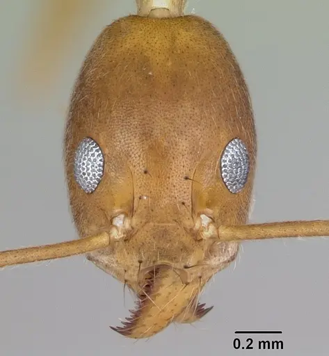 Technomyrmex schoedli specimen