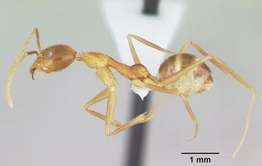 Technomyrmex schoedli specimen