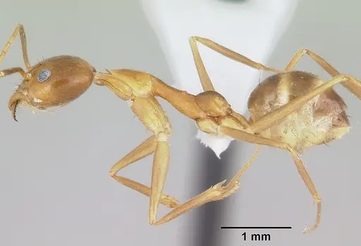 Technomyrmex schoedli - CASENT0103272