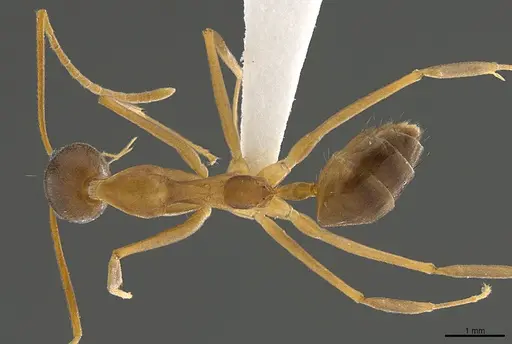 Technomyrmex schoedli - CASENT0170250