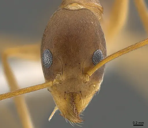 Technomyrmex schoedli - CASENT0170250