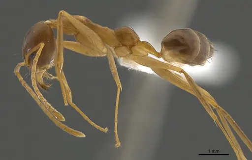 Technomyrmex schoedli - CASENT0170250