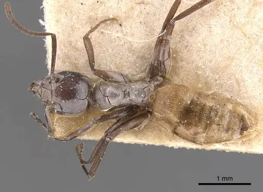 Technomyrmex schoutedeni specimen