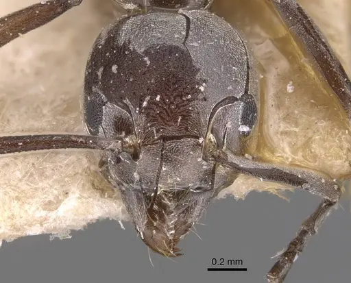 Technomyrmex schoutedeni specimen