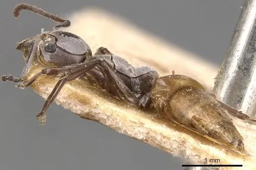 Technomyrmex schoutedeni specimen