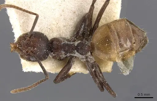 Technomyrmex schoutedeni - CASENT0909759