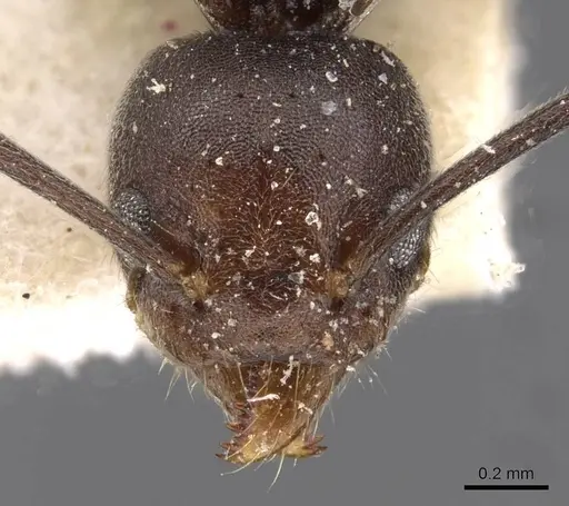 Technomyrmex schoutedeni - CASENT0909759