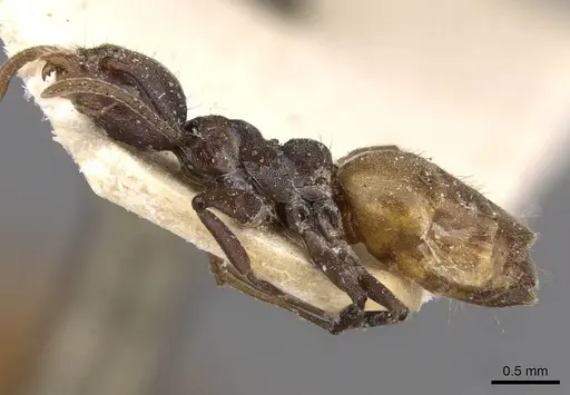 Technomyrmex schoutedeni - CASENT0909759