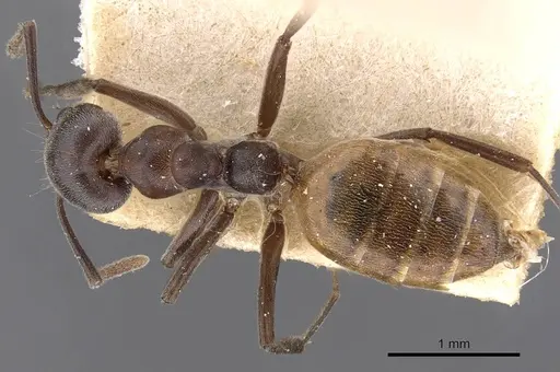 Technomyrmex schoutedeni - CASENT0909807