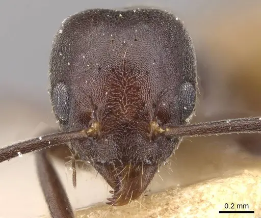 Technomyrmex schoutedeni - CASENT0909807