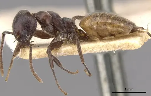 Technomyrmex schoutedeni - CASENT0909807