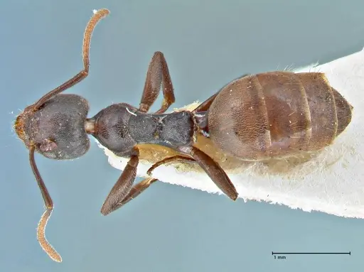 Technomyrmex schoutedeni - FOCOL2853