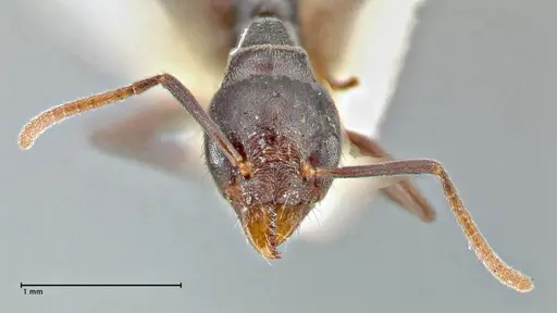 Technomyrmex schoutedeni - FOCOL2853