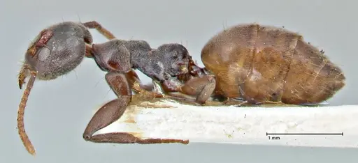 Technomyrmex schoutedeni - FOCOL2853