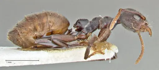 Technomyrmex schoutedeni - FOCOL2853