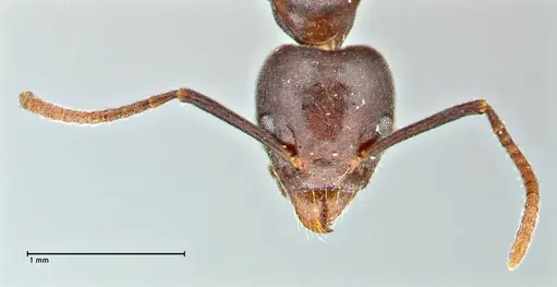 Technomyrmex schoutedeni - FOCOL2854