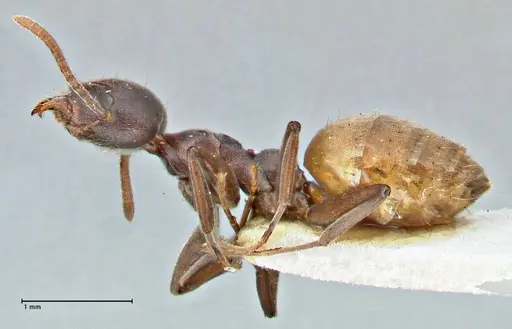 Technomyrmex schoutedeni - FOCOL2854