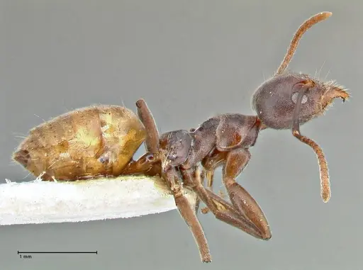 Technomyrmex schoutedeni - FOCOL2854