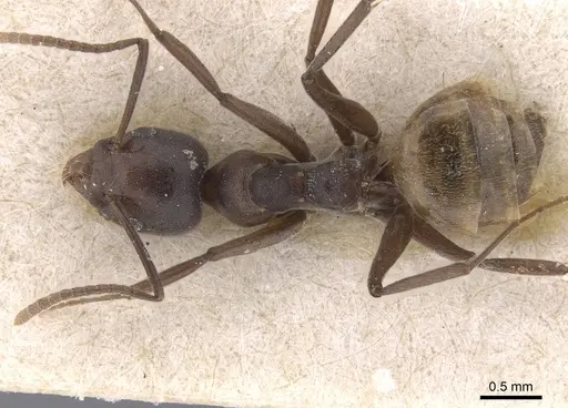 Technomyrmex schoutedeni - RMCAENT000017799