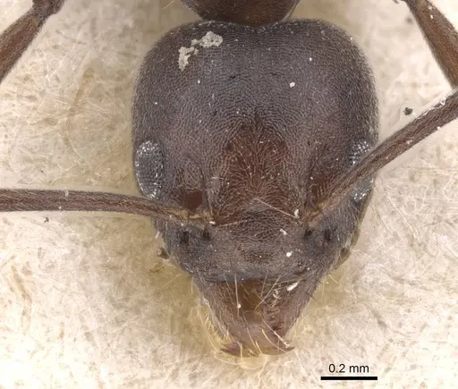 Technomyrmex schoutedeni - RMCAENT000017799