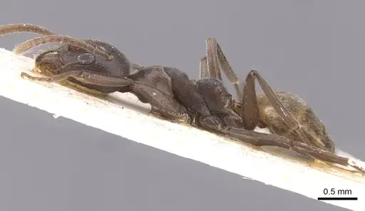 Technomyrmex schoutedeni - RMCAENT000017799