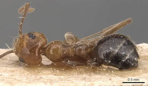 Technomyrmex semiruber specimen